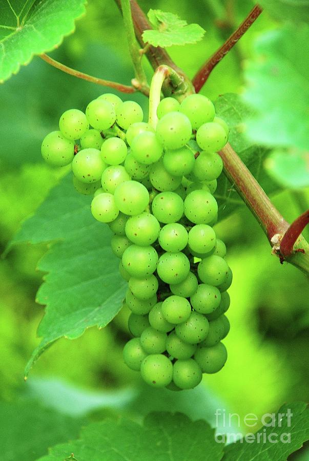 Green grapes on the vine Photograph by David Fowler