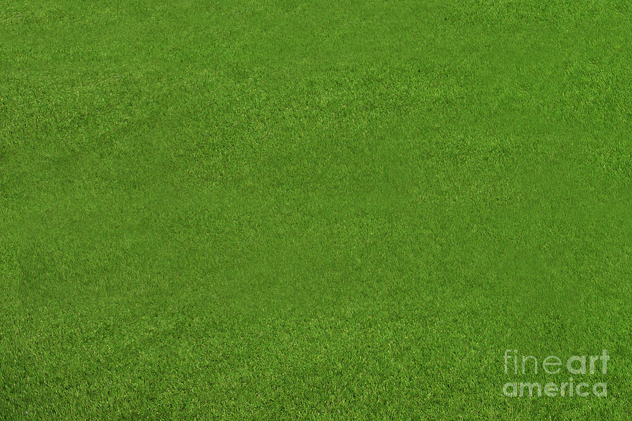 Green Grass Background Photograph by Benny Marty