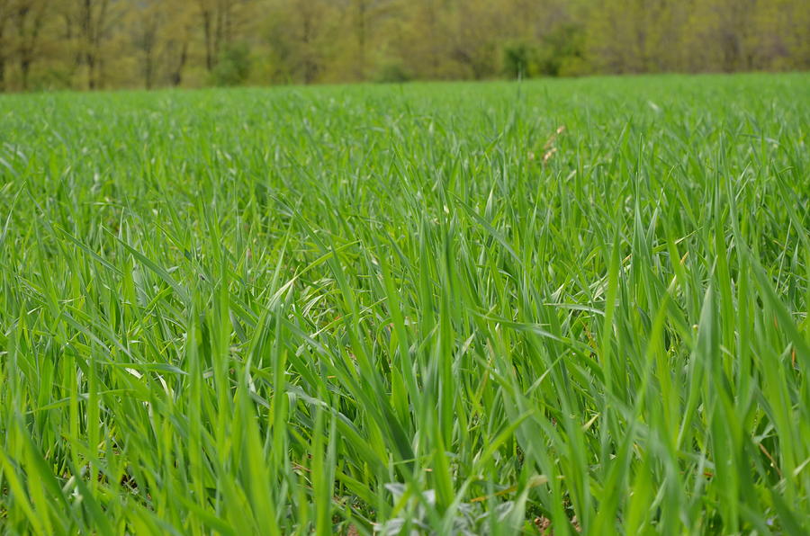 Green grass background Photograph by Milos Jovanovic - Fine Art America