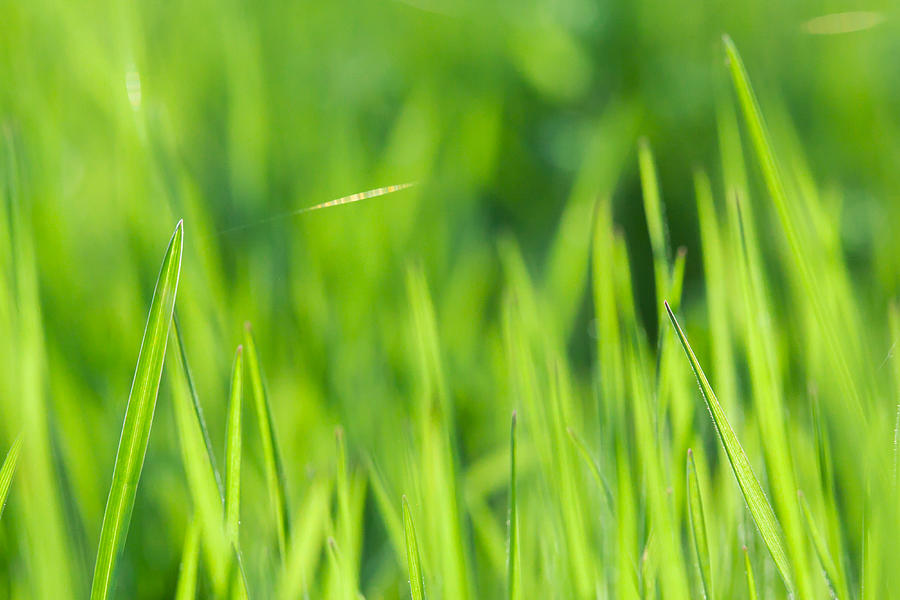 Green grass close up. Photograph by Dmitry Melnikov