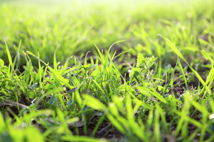 Green grass Photograph by Fabiano Di Paolo