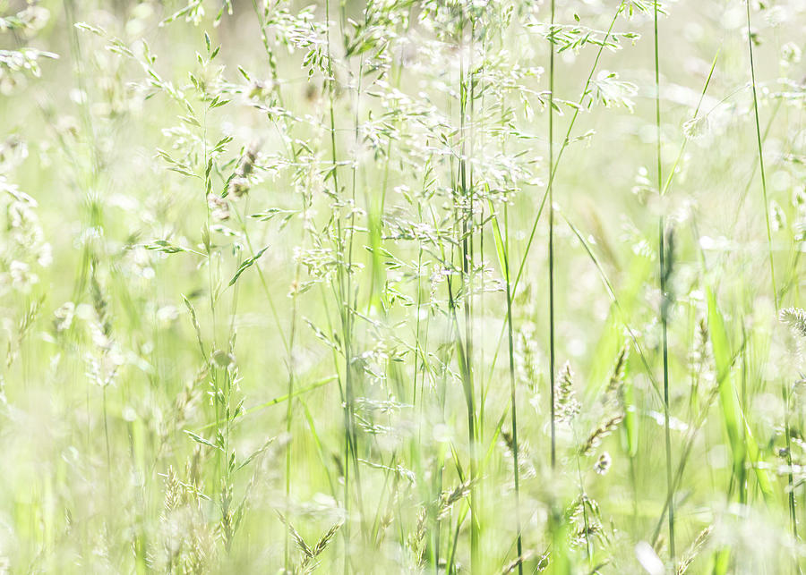 Green Grass Field Photograph by Amelia Pearn