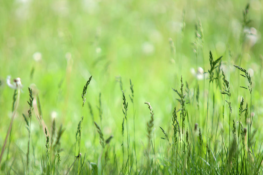 Green Grass Of Home Photograph