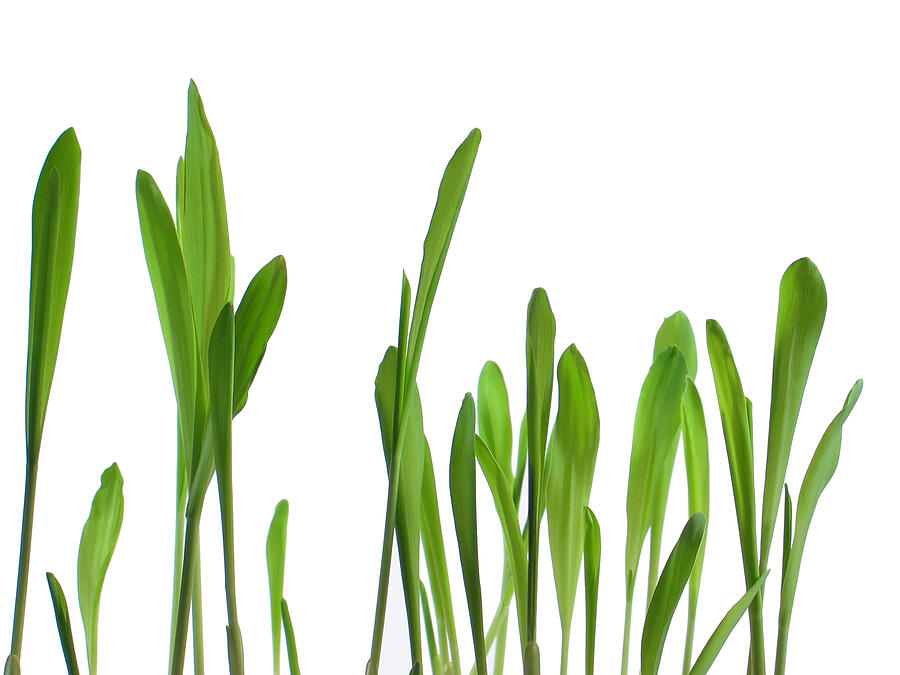 Green grass sprouts isolated on white Photograph by Bbostjan