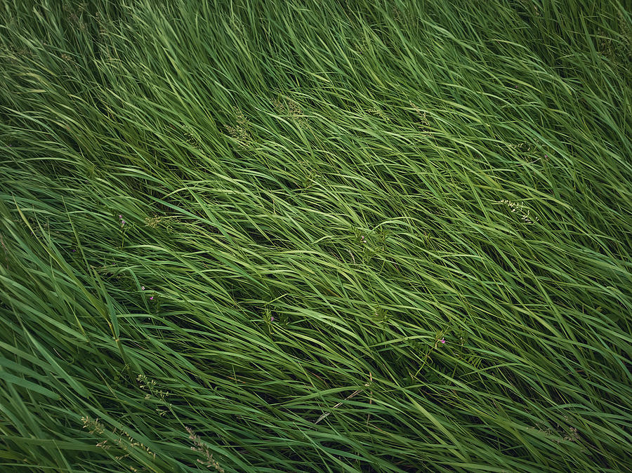 Green Grass Sway In The Wind Photograph
