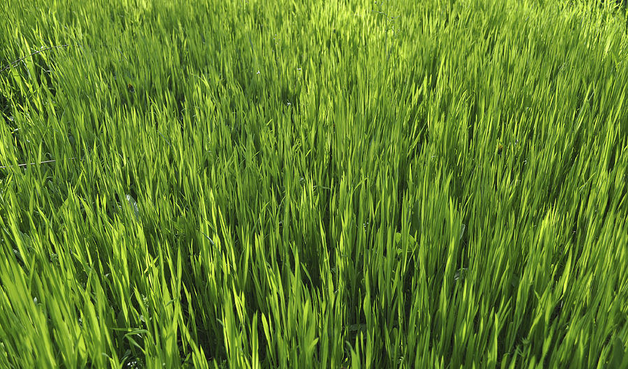 Green grass texture Photograph by Nndanko