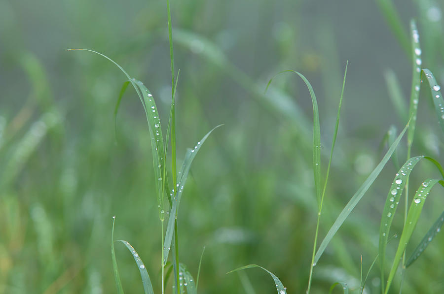 Green Grass with Droplets 1 Photograph by Jenny Rainbow