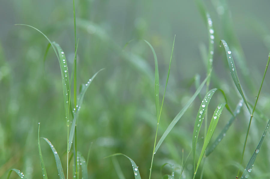 Green Grass with Droplets Photograph by Jenny Rainbow