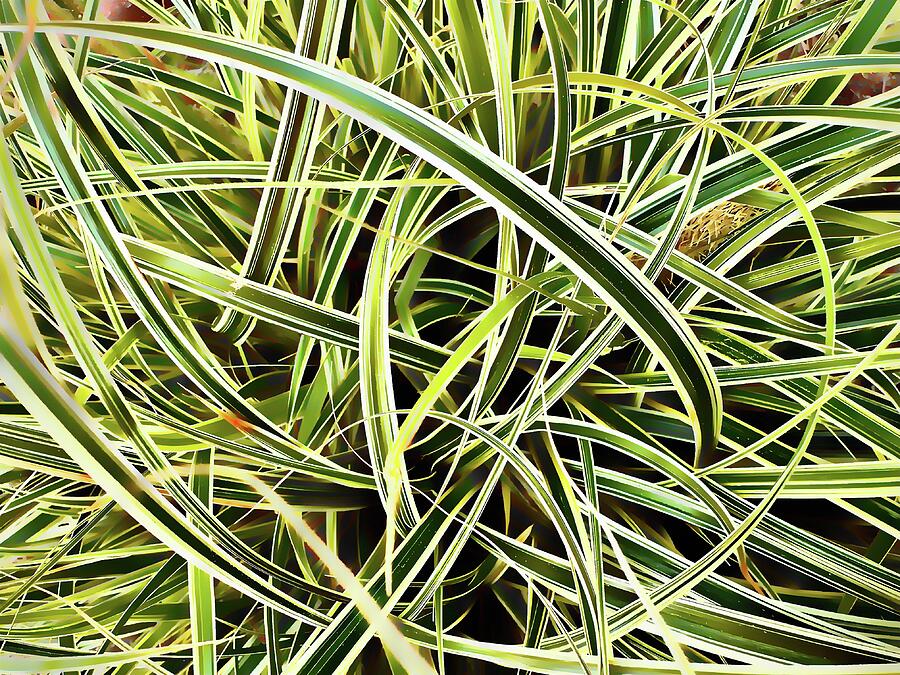 Green Grasses Abstract Photograph by Bill Swartwout Green Grasses Abstract Photograph by Bill Swartwout