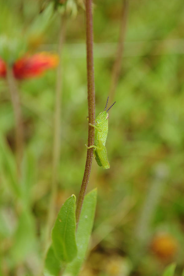 Green Grasshopper Holding On To Flower Stem Photograph