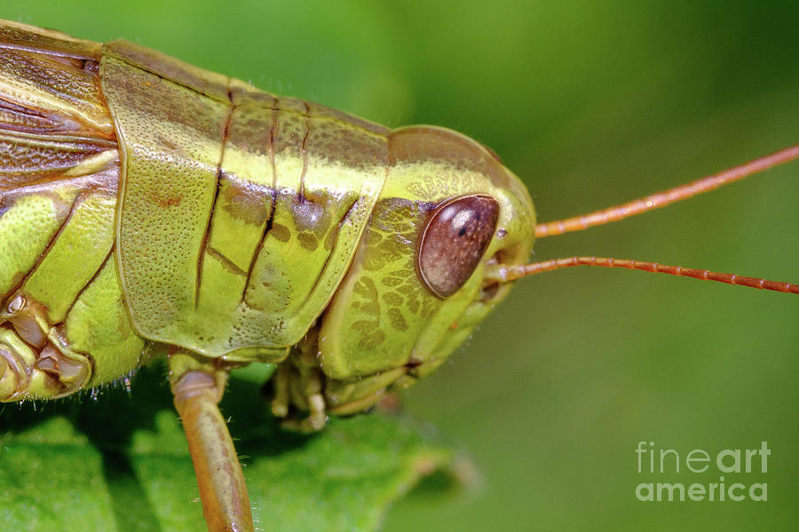 Green Grasshopper in Summer Macro Photograph Photograph by Stephen Geisel