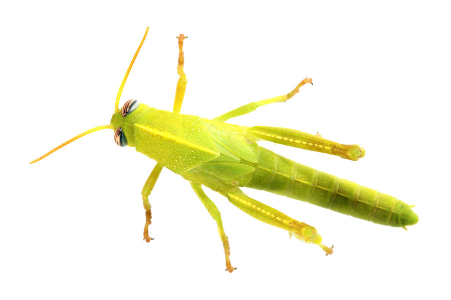 Green grasshopper (XXXL) Photograph by Arlindo71