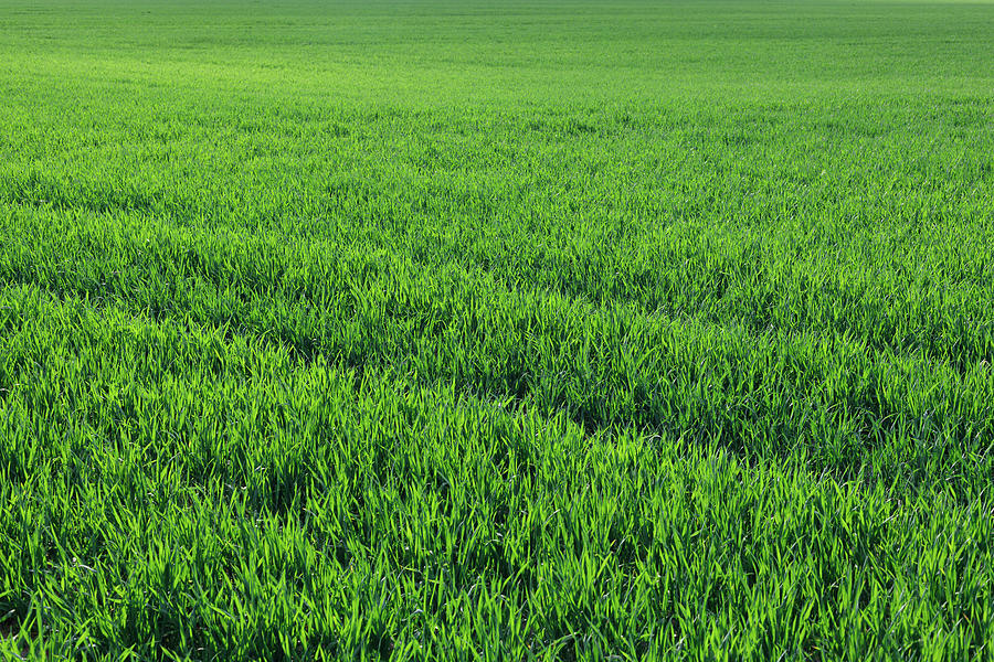 Green grassy field lwiosna. Natural green colors of grass. Pyrography ...