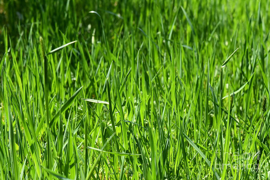 Green Green Grass Photograph