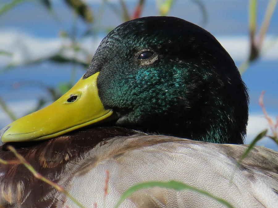 Green Head Mallard Duck Photograph by Christy Garavetto