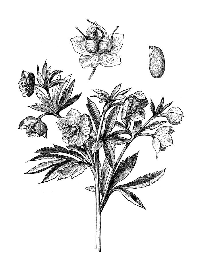Green hellebore (Helleborus viridis) Drawing by Nastasic
