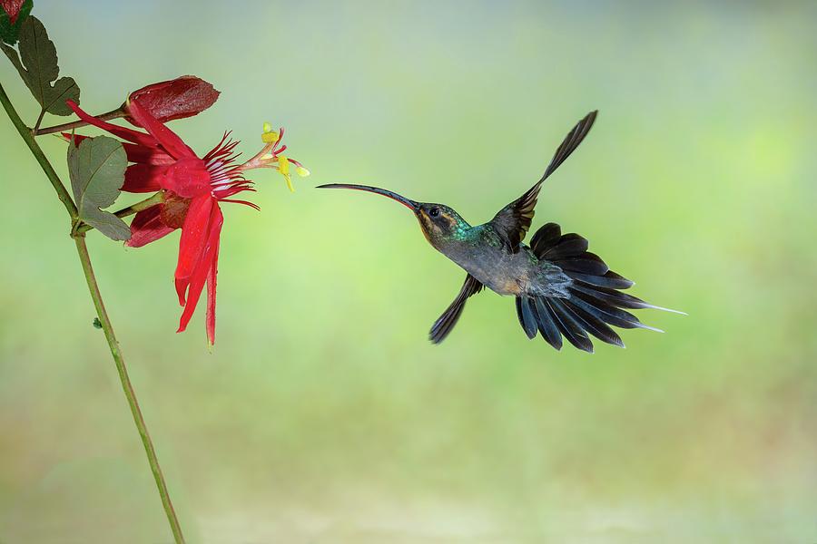 Green Hermit Hummingbird and red passion flower Photograph by Raul Cole