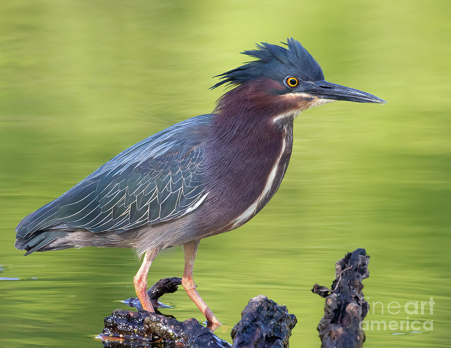 Green Heron 1 Photograph by Chris Scroggins