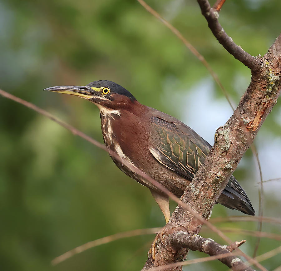 Green Heron 608, Indiana Photograph by Steve Gass - Fine Art America