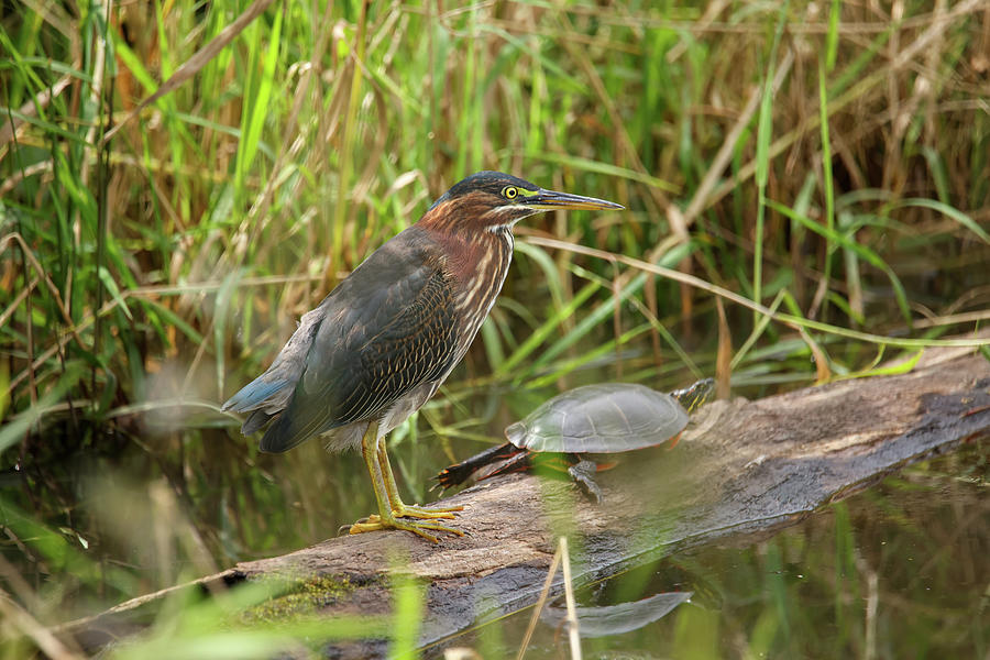 Green Heron and Turtle Photograph by Brook Burling