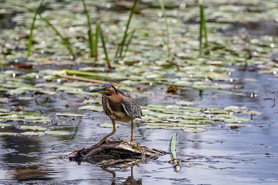 Green Heron at Delta Ponds Photograph by Belinda Greb