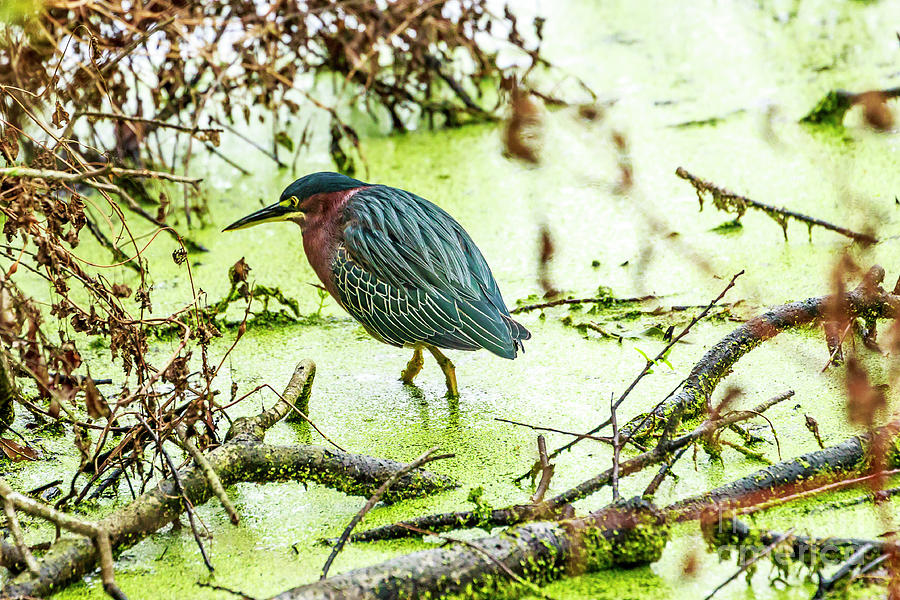 Green Heron at Ollies Pond Photograph by Ben Graham
