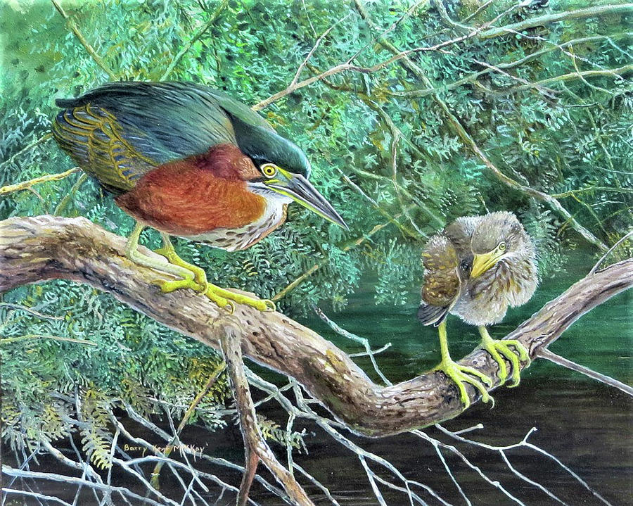 Green Heron Painting by Barry Kent MacKay