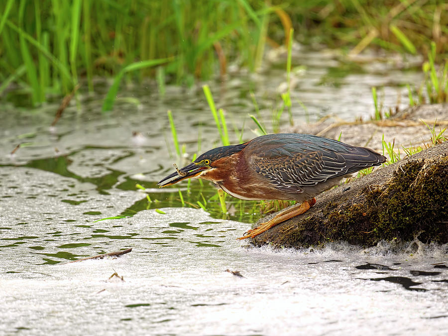 Green Heron - Butorides virescens - with small fish Photograph by Sharon Talson
