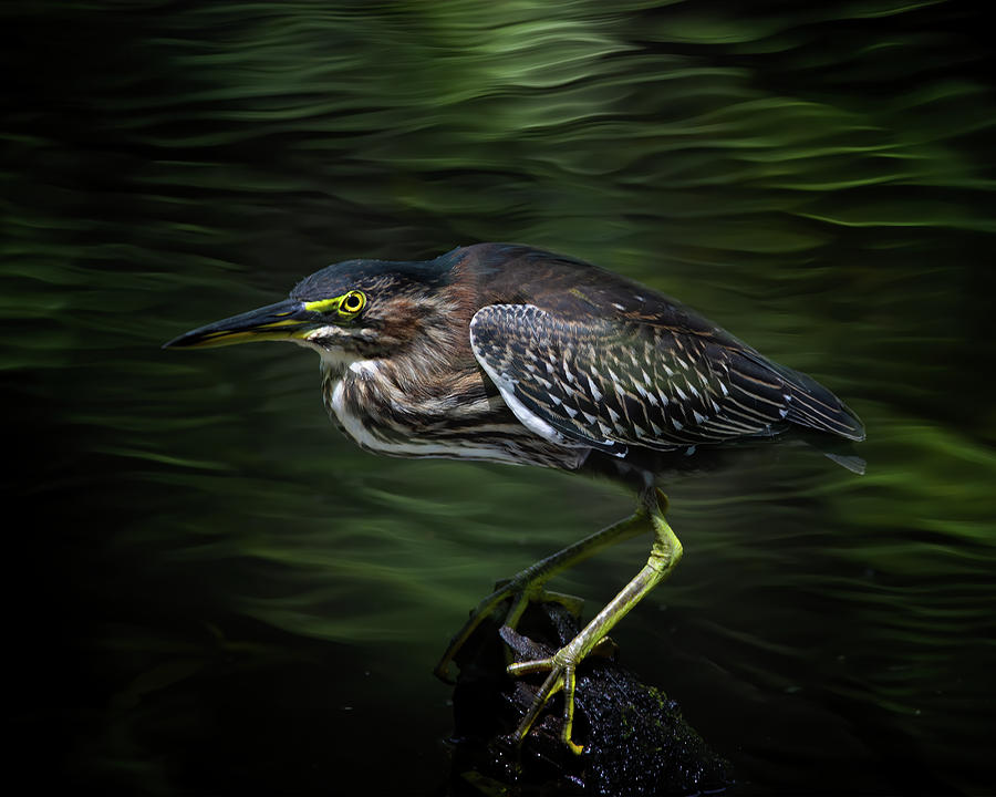 Green Heron by the Creek Photograph by Mark Andrew Thomas