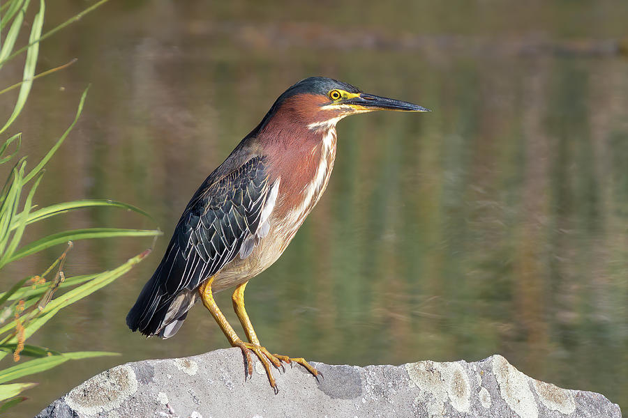 Green Heron by the Pond Photograph by Kathleen Bishop