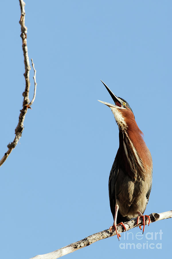 Green Heron Calling Photograph by Natural Focal Point Photography