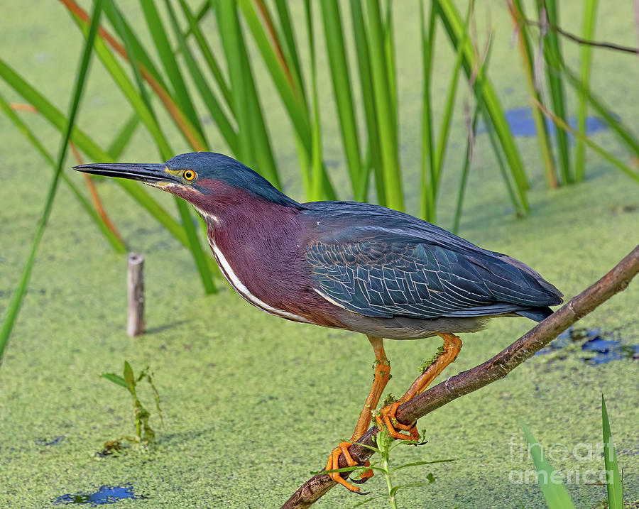 Green Heron Photograph by Dale Erickson - Fine Art America