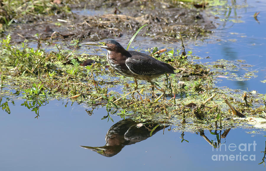 Green Heron And Reflection Photograph by Felix Lai