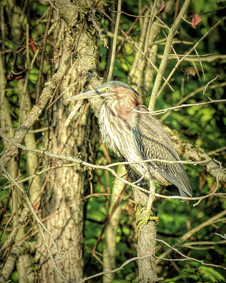 Green Heron Hiding Among Branches Photograph by Dennis Lundell