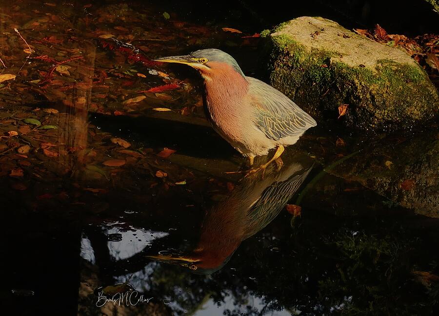 Green Heron Hunting Photograph by Beverly M Collins