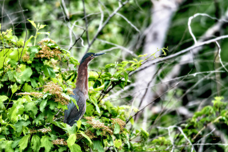 Green Heron In A Tree Photograph by Ed Peterson