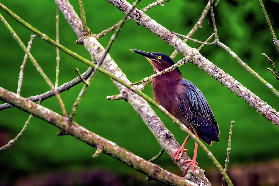 Green Heron In A Tree Photograph by Pheasant Run Gallery
