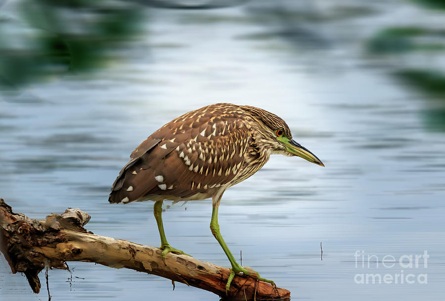 Butorides Virescens Photograph - Green Heron in brush on a lake shore in Ok by Richard Smith Butorides Virescens Photograph - Green Heron in brush on a lake shore in Ok by Richard Smith