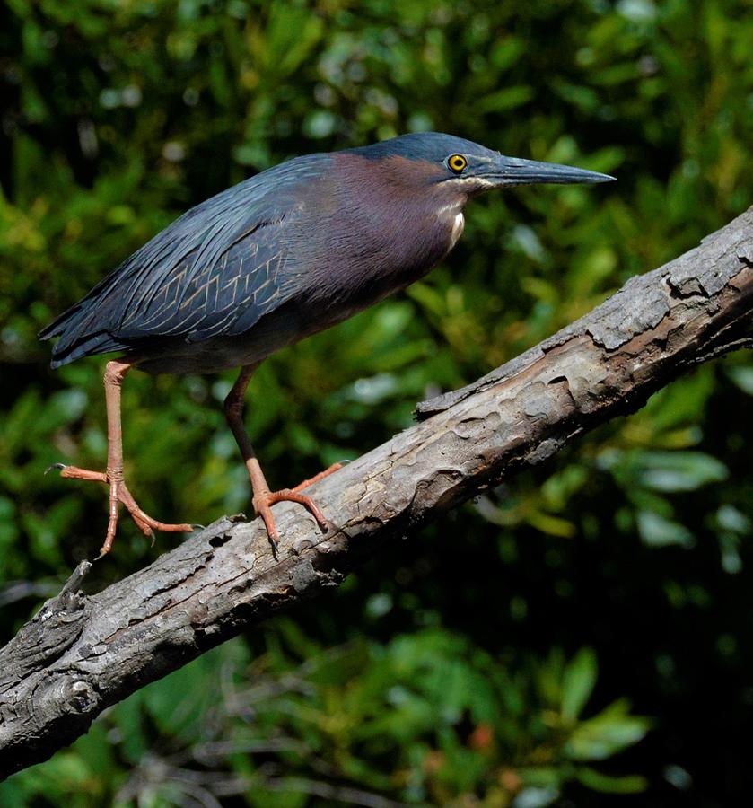 Green Heron in Egan's Creek Photograph by Logan Pierson - Fine Art America