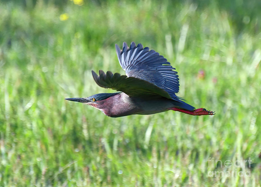 Green Heron in Flight - 2 Photograph by Kerri Farley