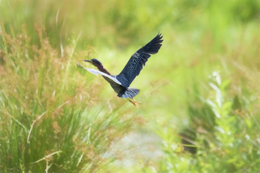 Green Heron in Flight Photograph by Belinda Greb