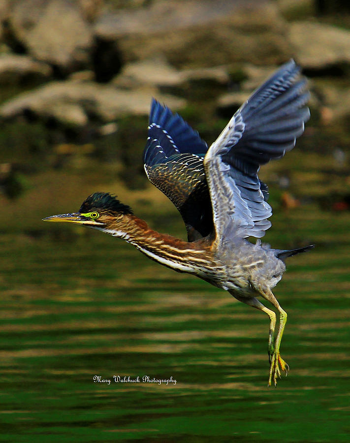 Green Heron in Flight Photograph by Mary Walchuck