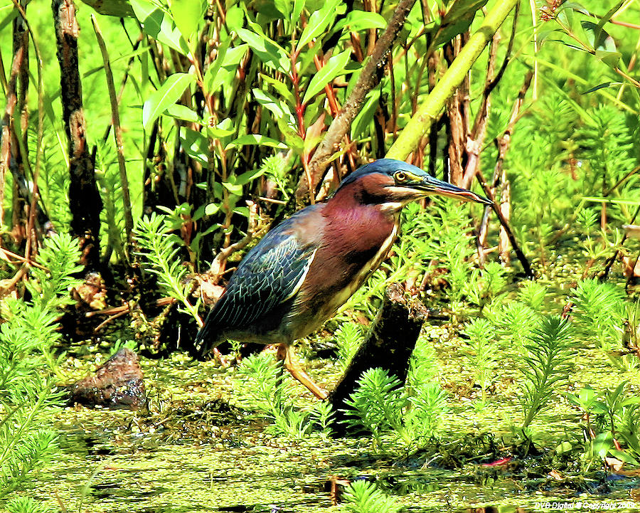 Green Heron In Marsh Photograph by Daniel Beard - Fine Art America