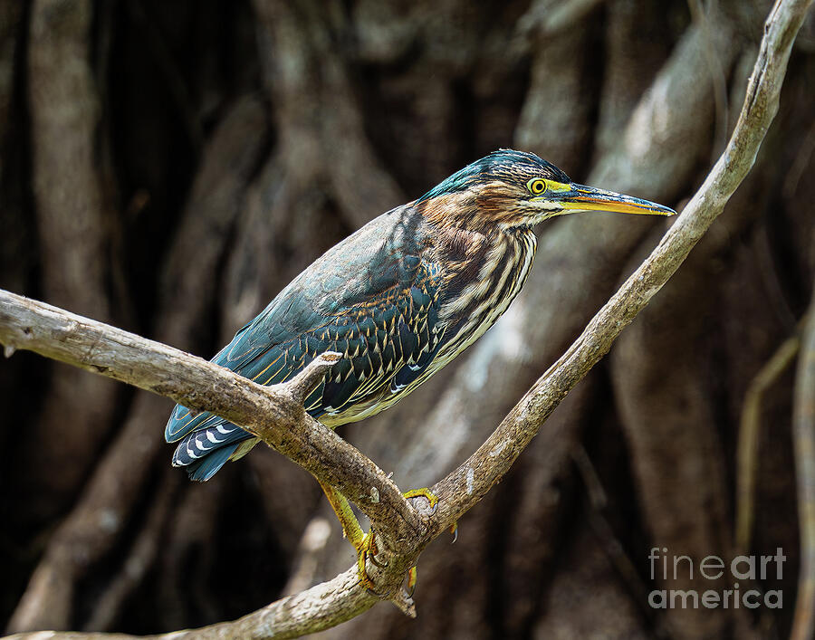 Green Heron in the Everglades Photograph by Nick Zelinsky Jr Green Heron in the Everglades Photograph by Nick Zelinsky Jr