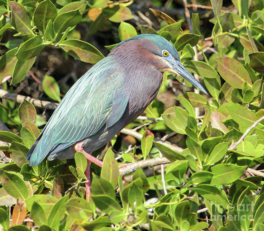Green heron in the mangroves Photograph by Joanne Carey