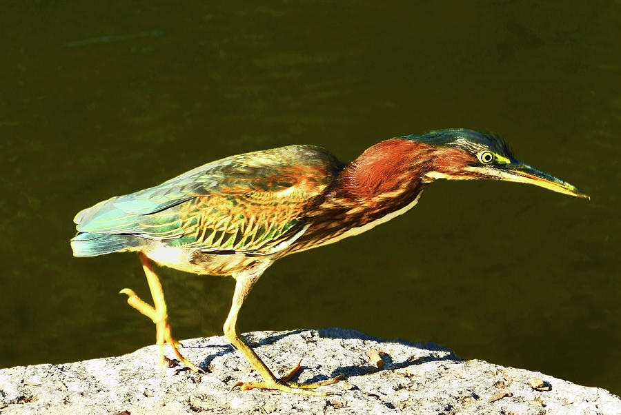 Green Heron in the Spotlight Photograph by Emmy Marie Vickers