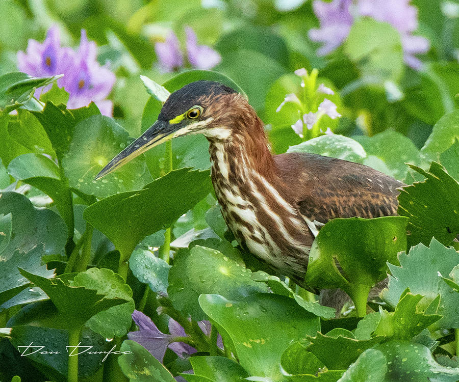Green Heron In The Swaamp Photograph by Don Durfee