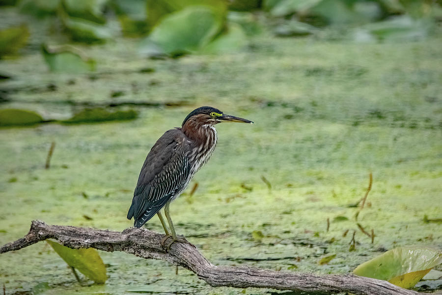 Green Heron Photograph by Ira Marcus