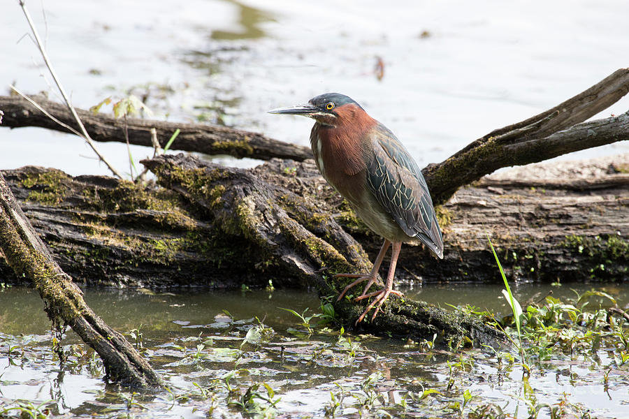 Green Heron Photograph by Jeannette Hunt