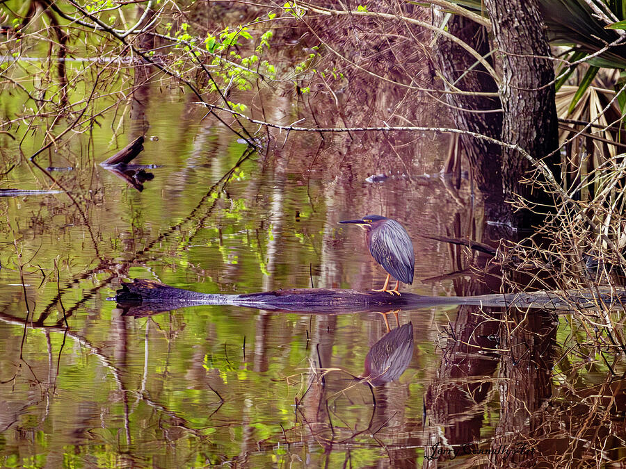 Green Heron Photograph by Jerry Connally - Fine Art America